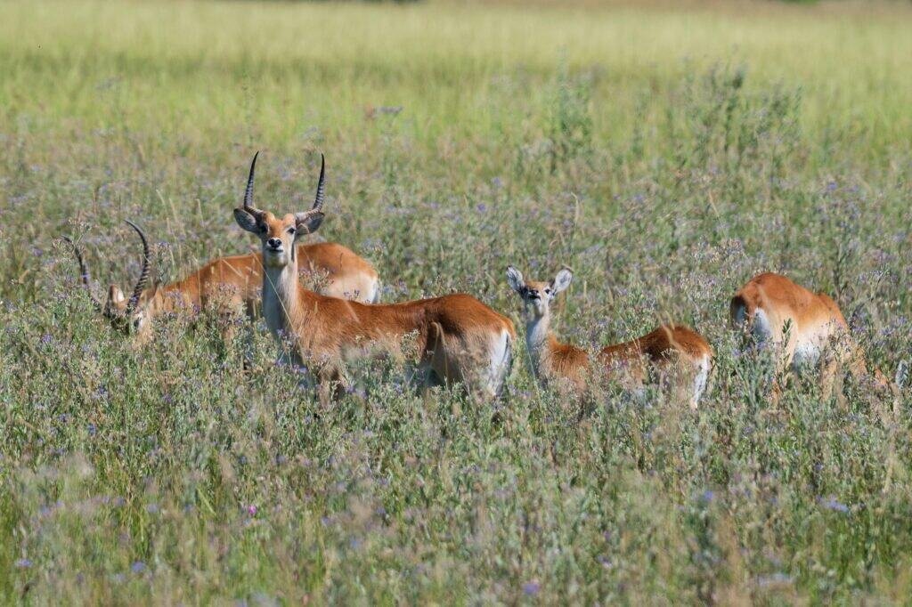 Lechwe