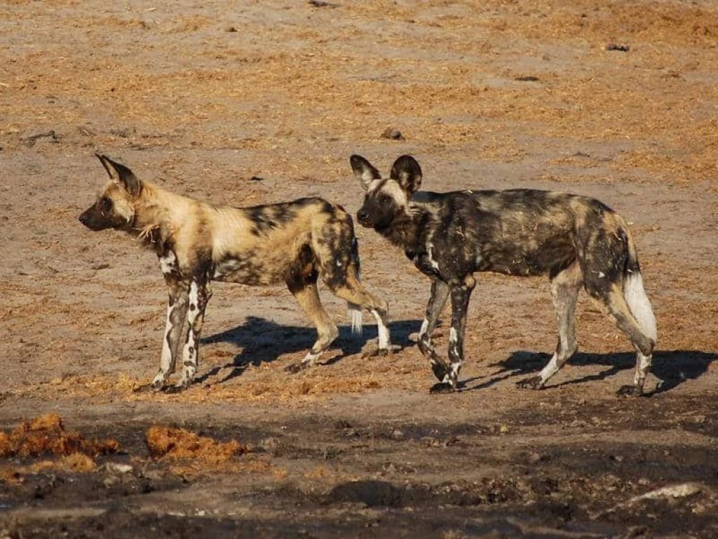 26b_-_imvelo_safari_lodges_-_nehimba_-_wild_dogs_at_grannys_pan1