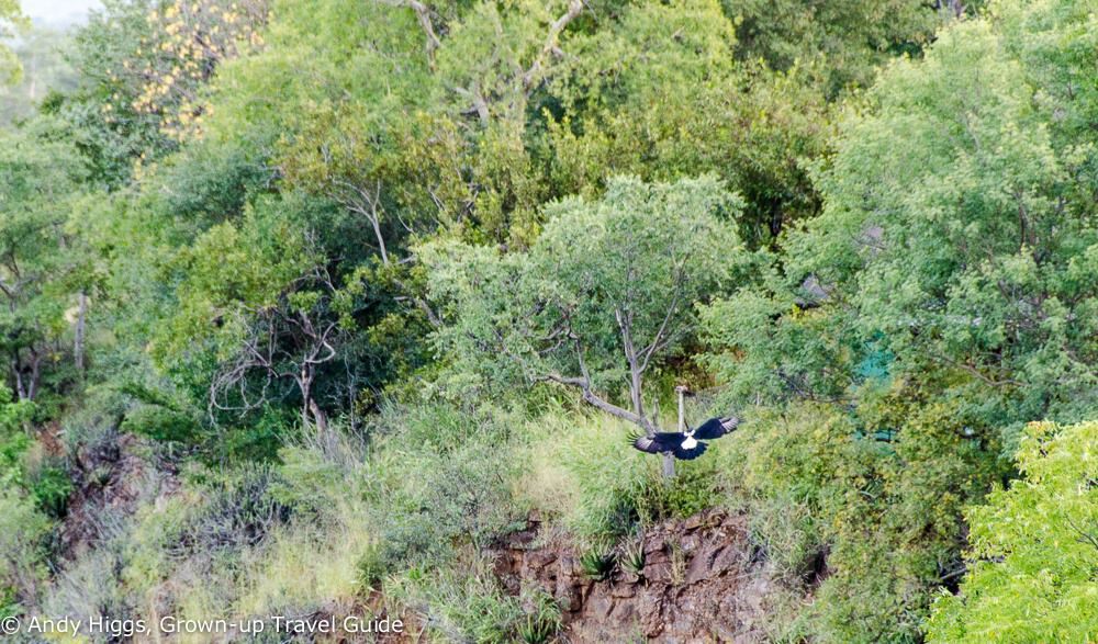 Eagle at Gorges Lodge