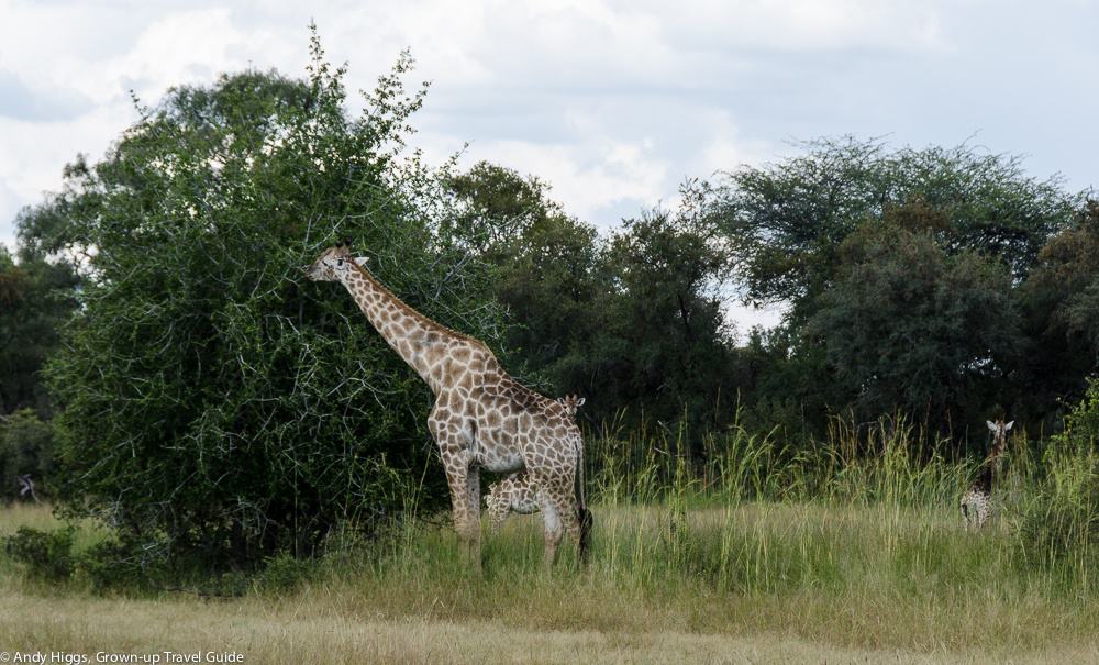 Giraffes on way to Bomani