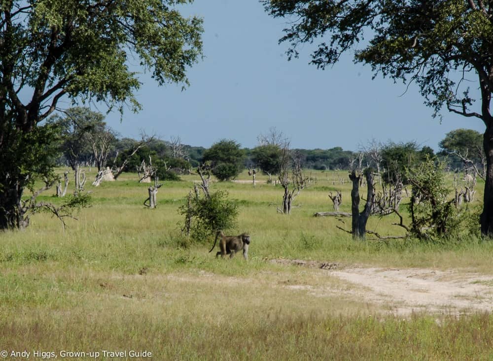 Baboon
