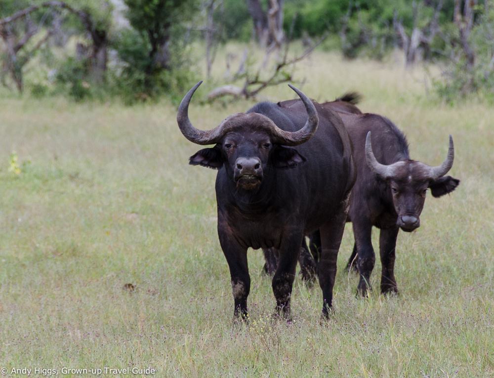 Buffalo