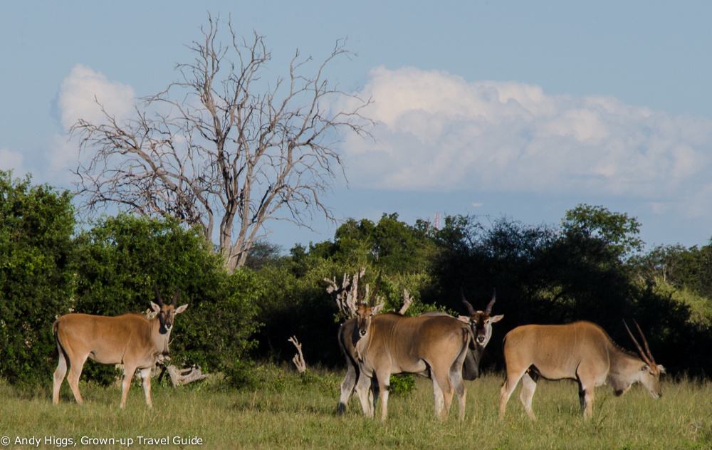 Eland