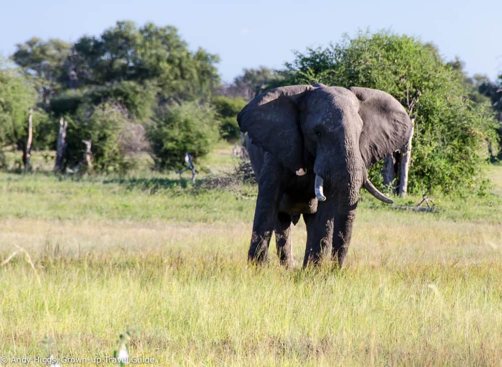 Elephant over railway