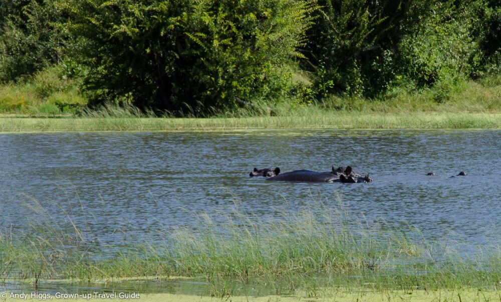 Hippos