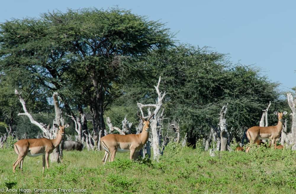 Impala