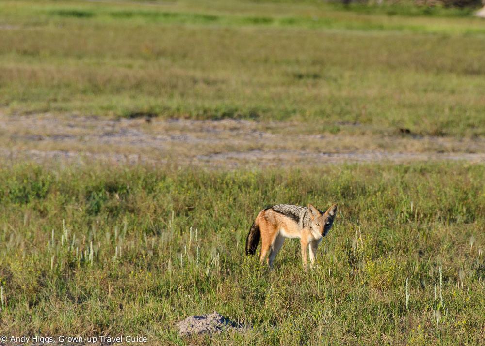 Jackal