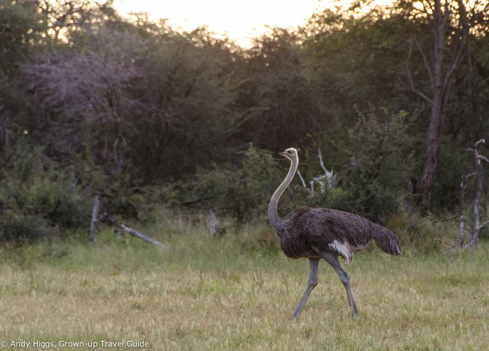 Ostrich