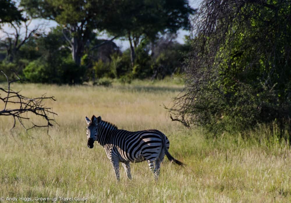 Zebra
