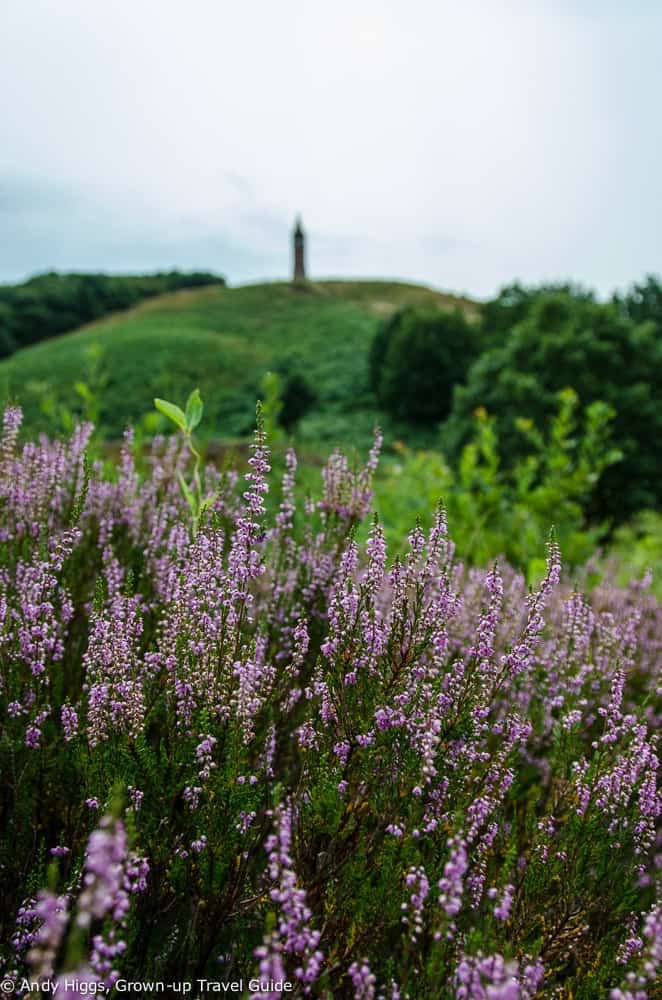 Himmelbjerget heather