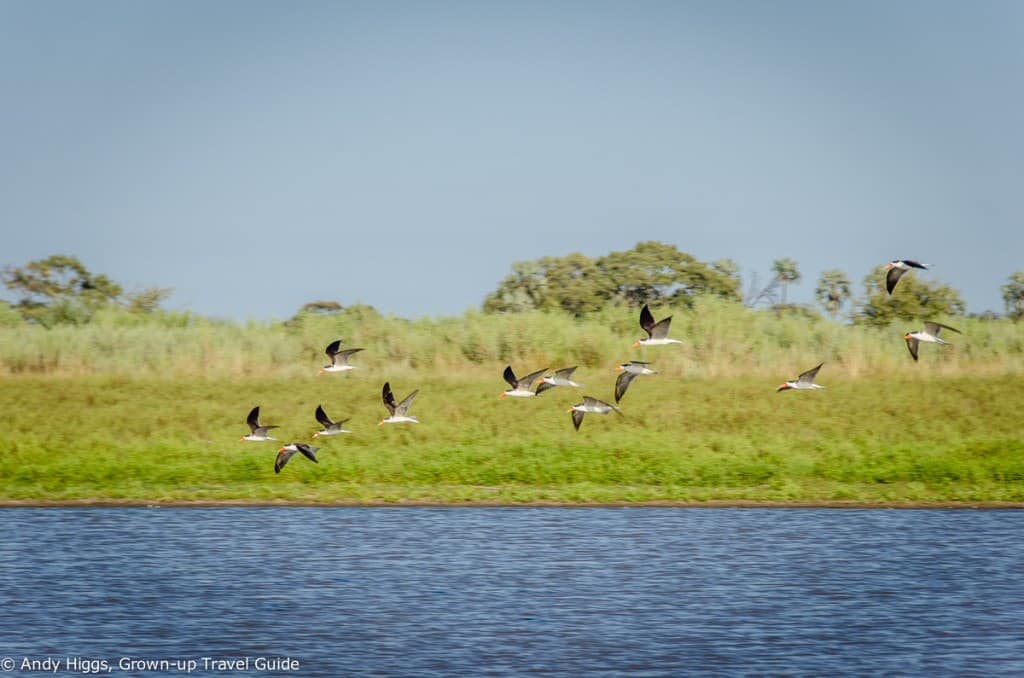 African skimmers in flight