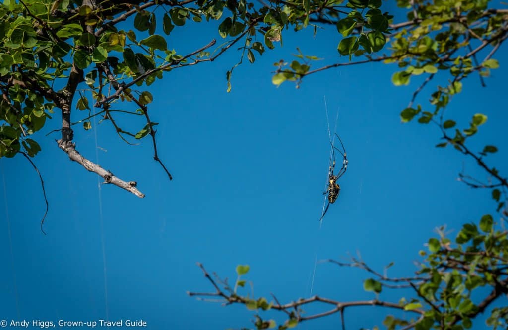 Spider