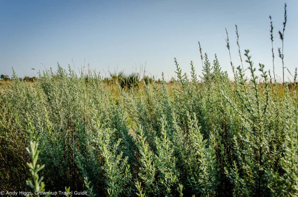 Wild sage