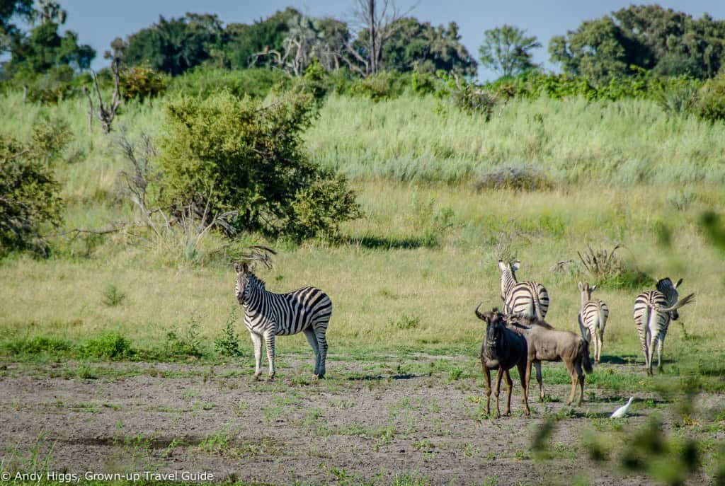 Zebra and wildebeest