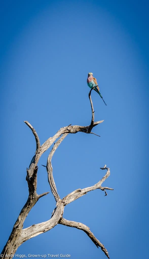 Colourful bird