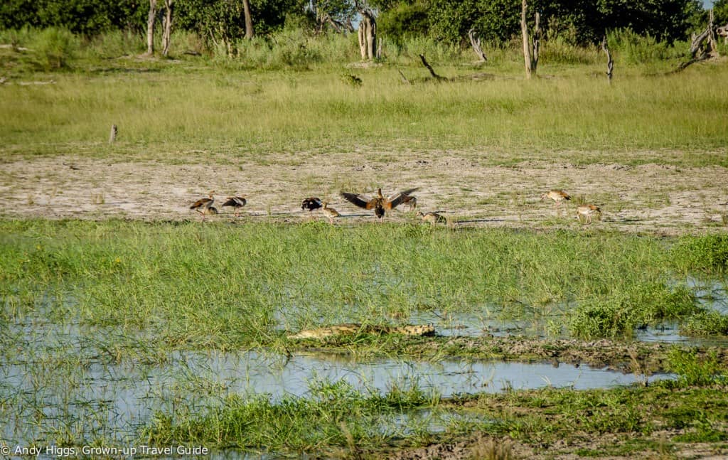 Croc and birds