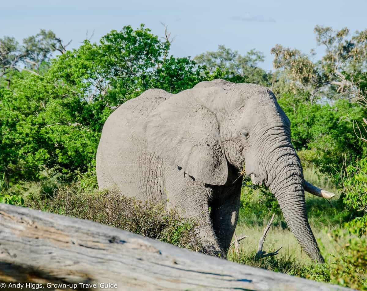 An unforgettable Botswana safari Part 2 – Moremi Game Reserve