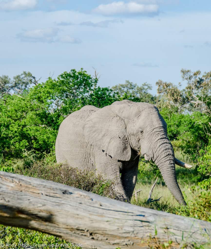 Ellie one tusk