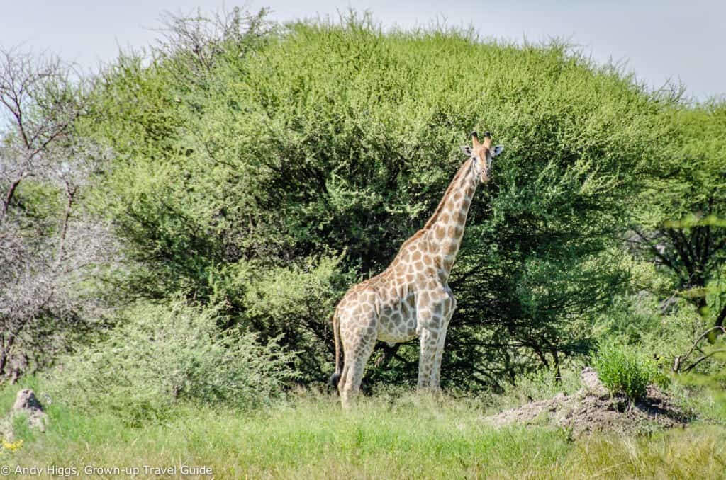 Giraffe Moremi