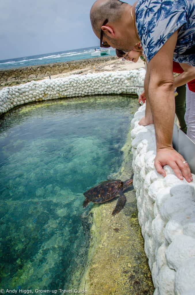 Turtle and us
