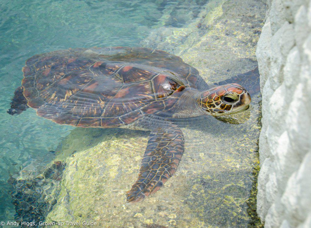 Turtle close-up