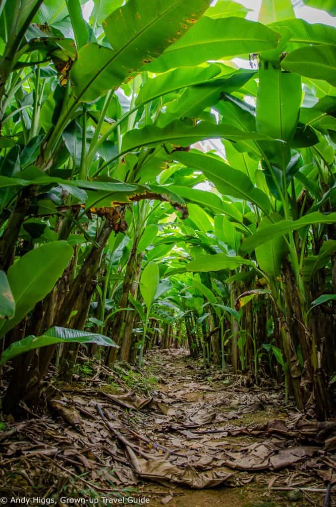 Banana plantation 2