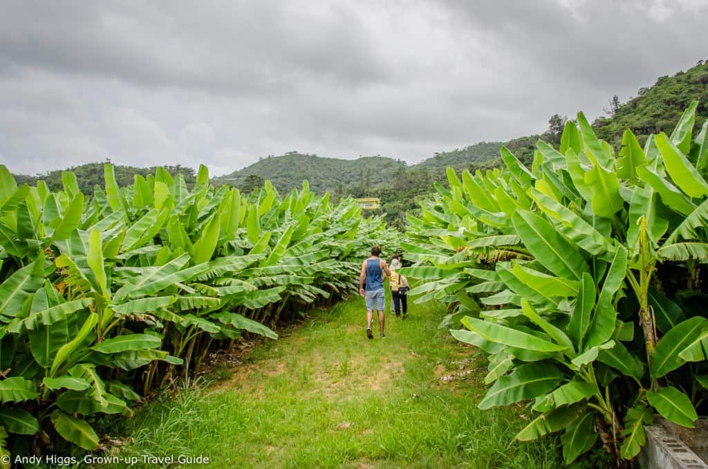 Banana plantation 3
