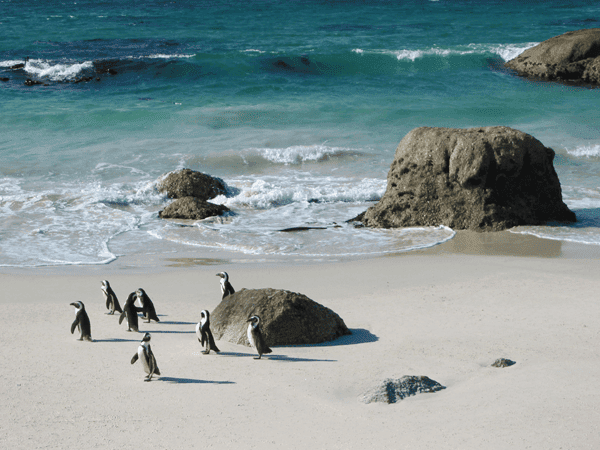 Phillip-Island