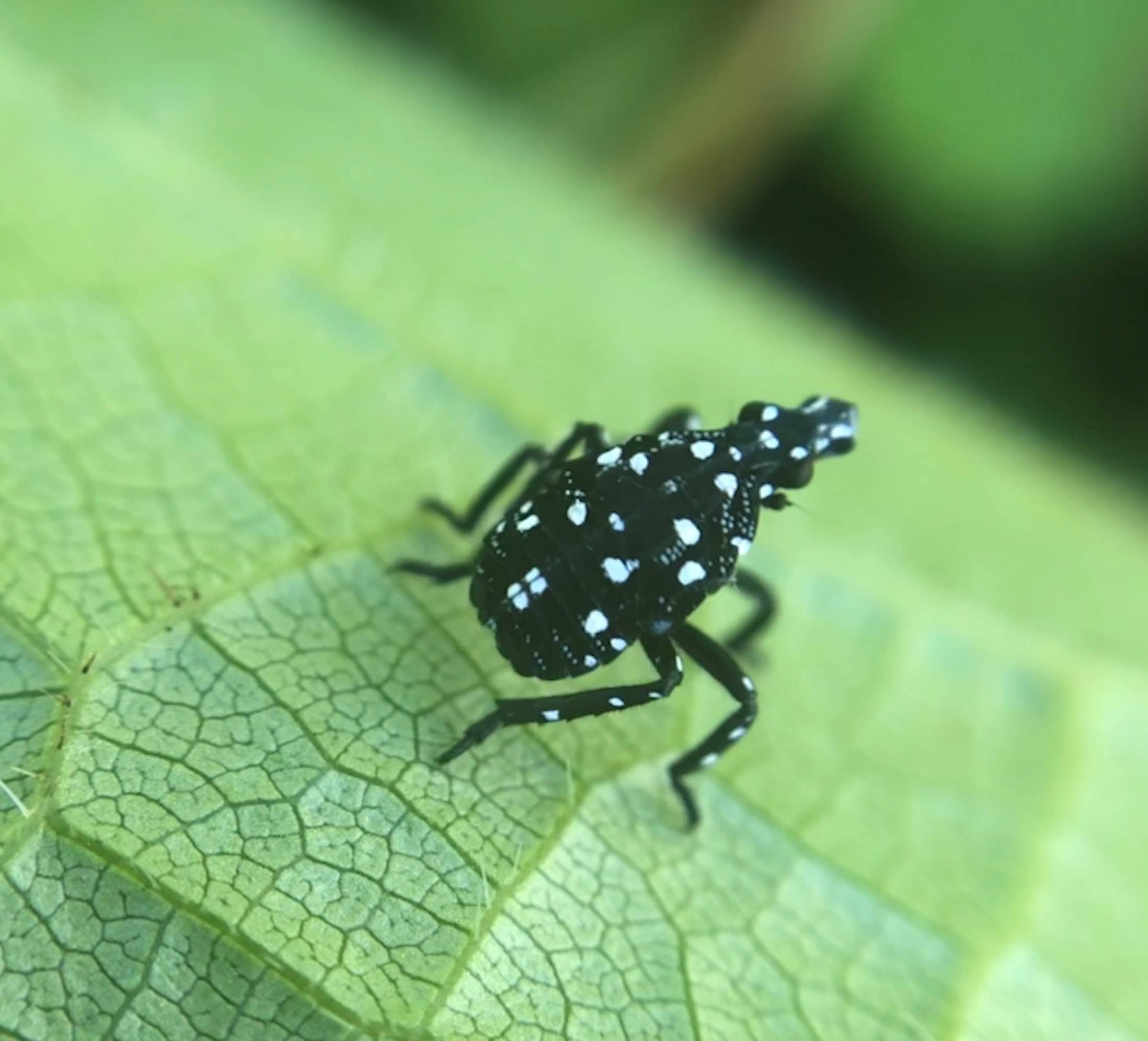 black and white spotted lanternfly