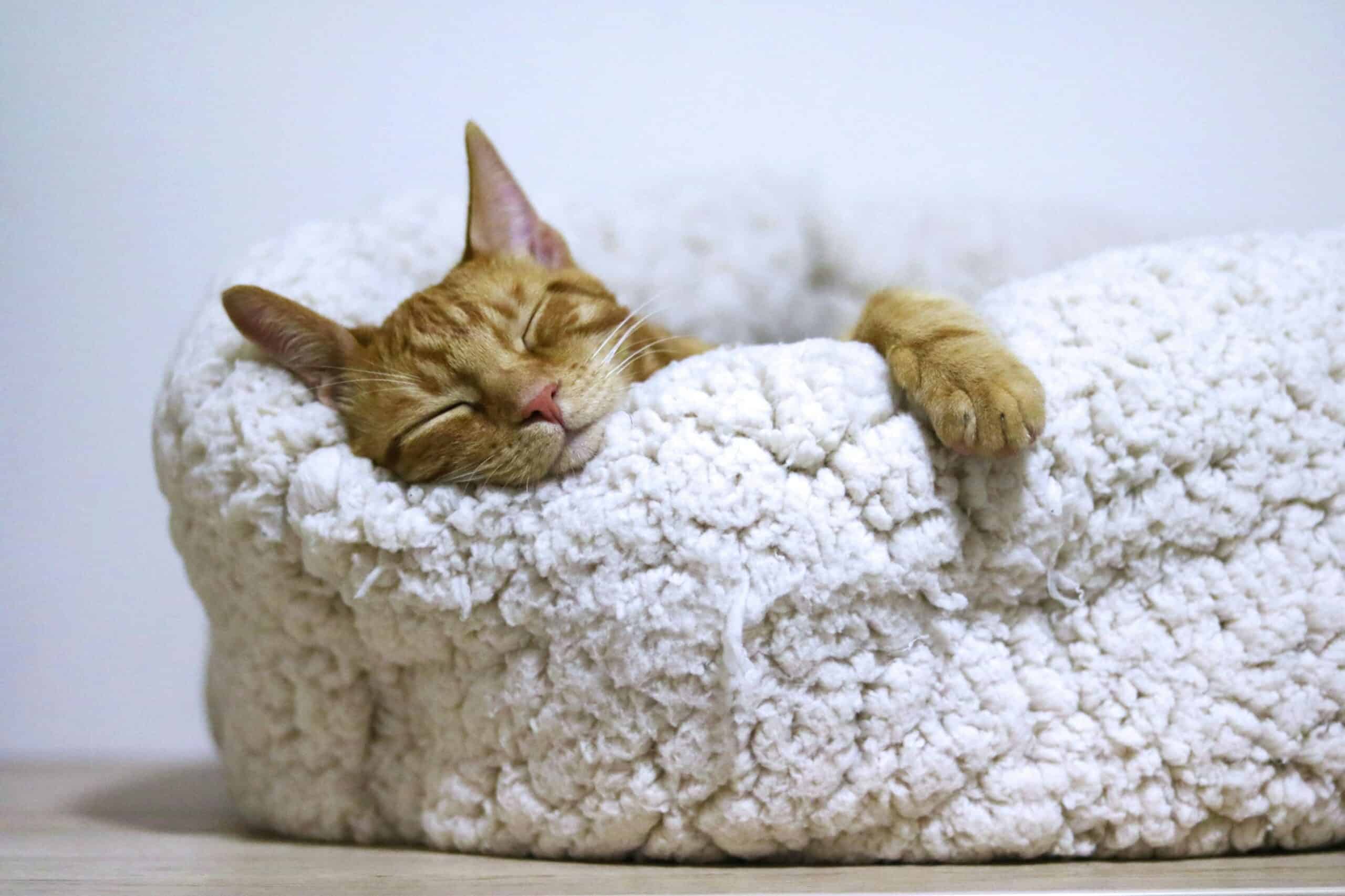 Best Cat Beds for Indoor Cats in 2026: Cozy Designs, Deep Sleep, and a Spot Your Cat Will Actually Use