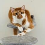 best cat condos for multiple cats in 2026