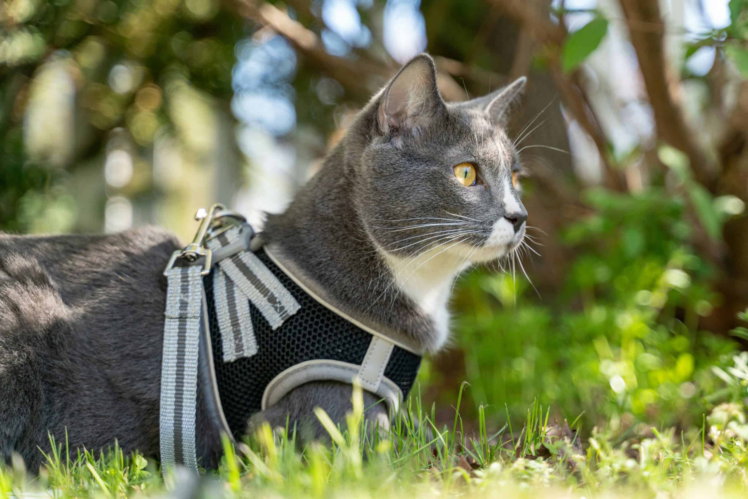 Best Cat Harnesses in 2026: 5 Escape-Proof Picks for Safe Outdoor Adventures With Your Indoor Cat