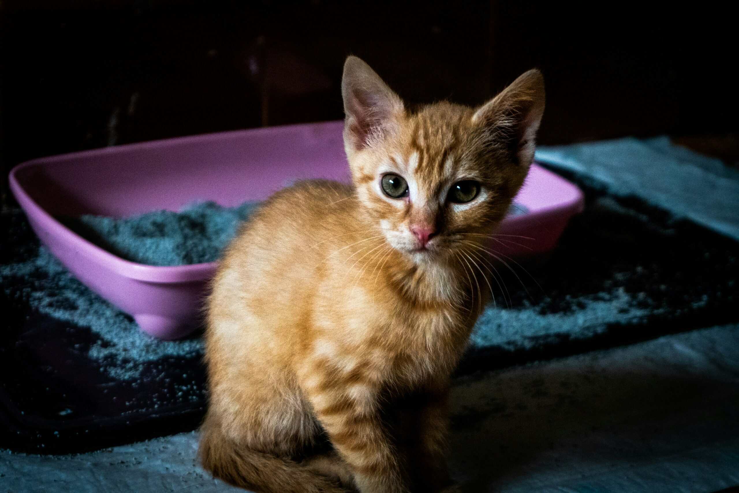 Best Cat Litter for Odor Control in 2026: Long-Lasting Freshness, Low Tracking, and Options Your Cat Will Actually Use