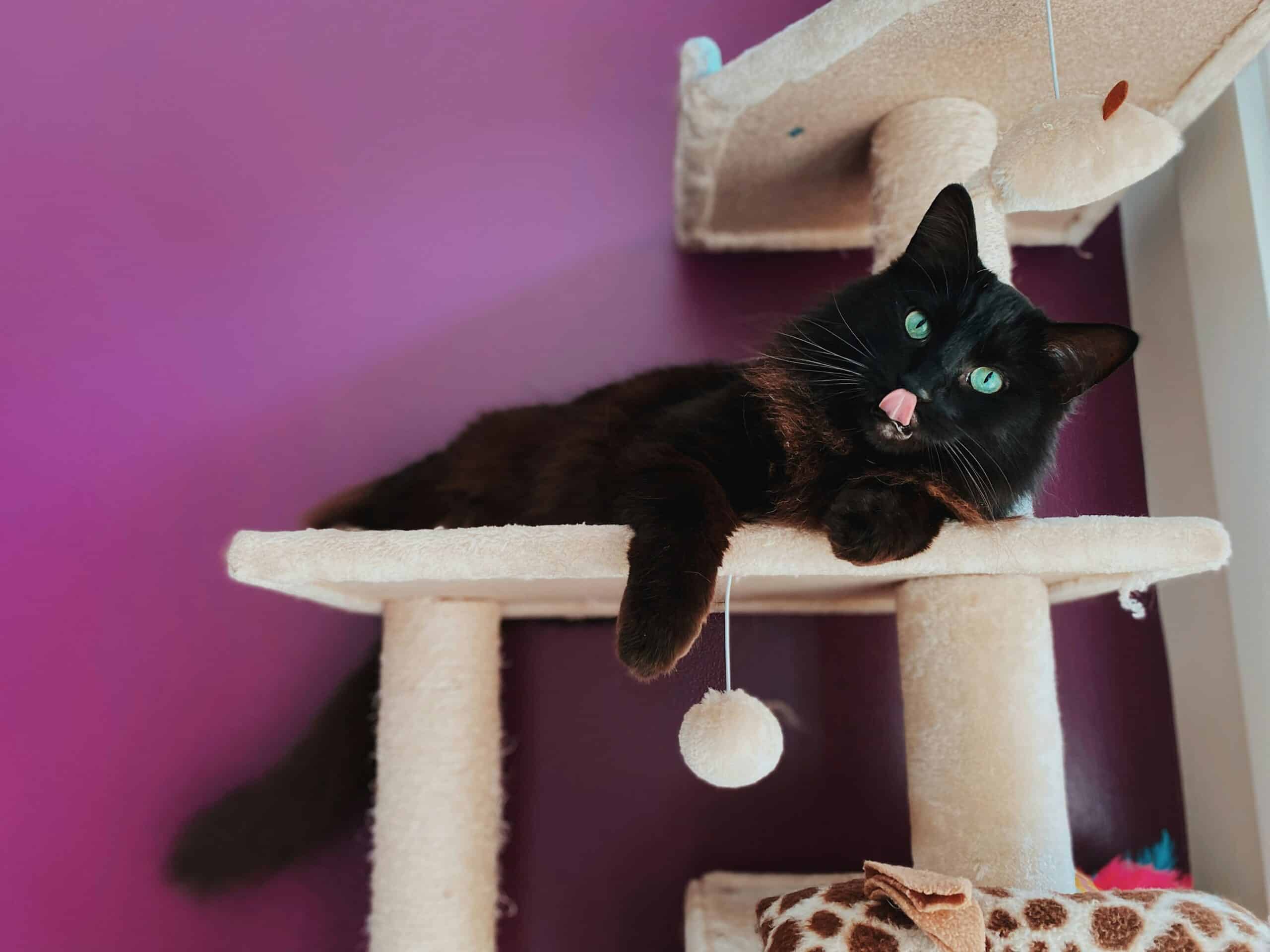 Best Cat Trees for Small Apartments in 2026: 5 Space-Saving Picks That Keep Indoor Cats Happy and Active