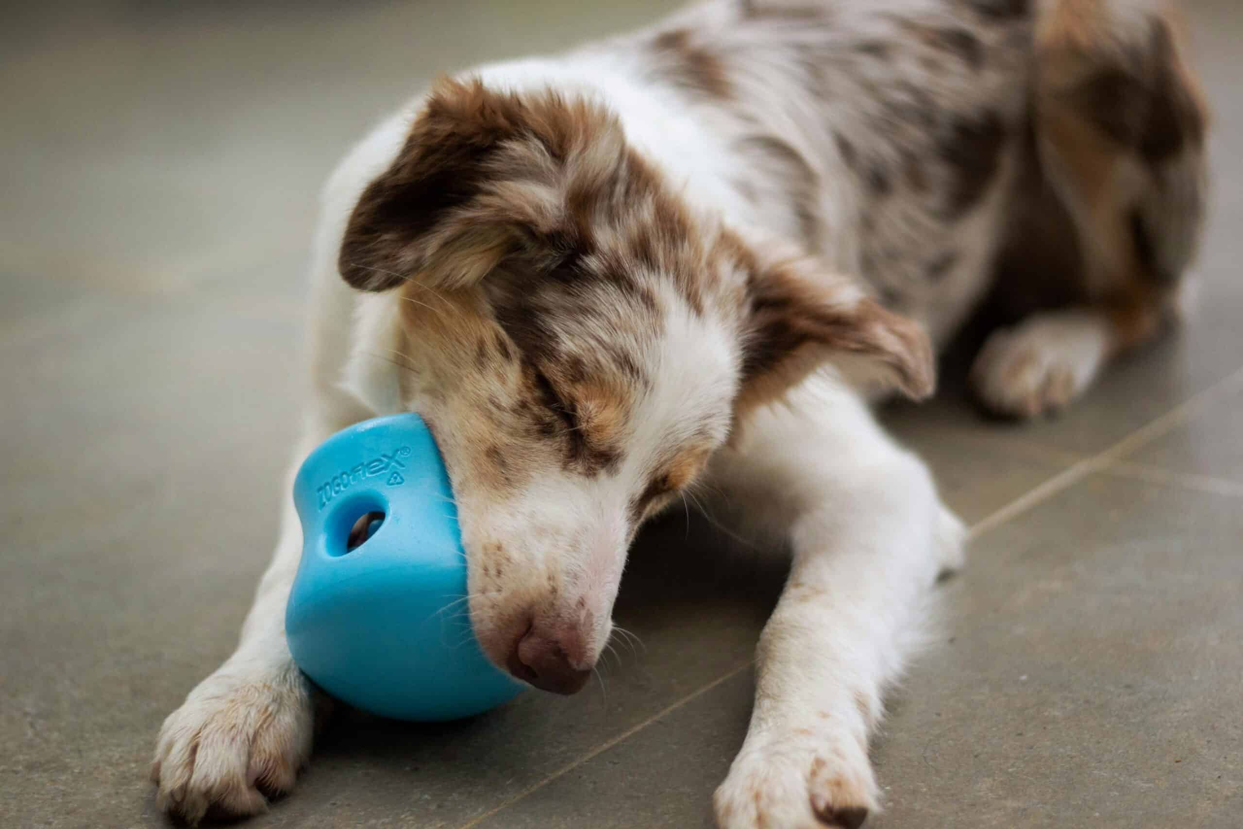 Best Dog Enrichment Toys for Senior Dogs in 2026: 5 Gentle Picks for Aging Minds and Slower Bodies