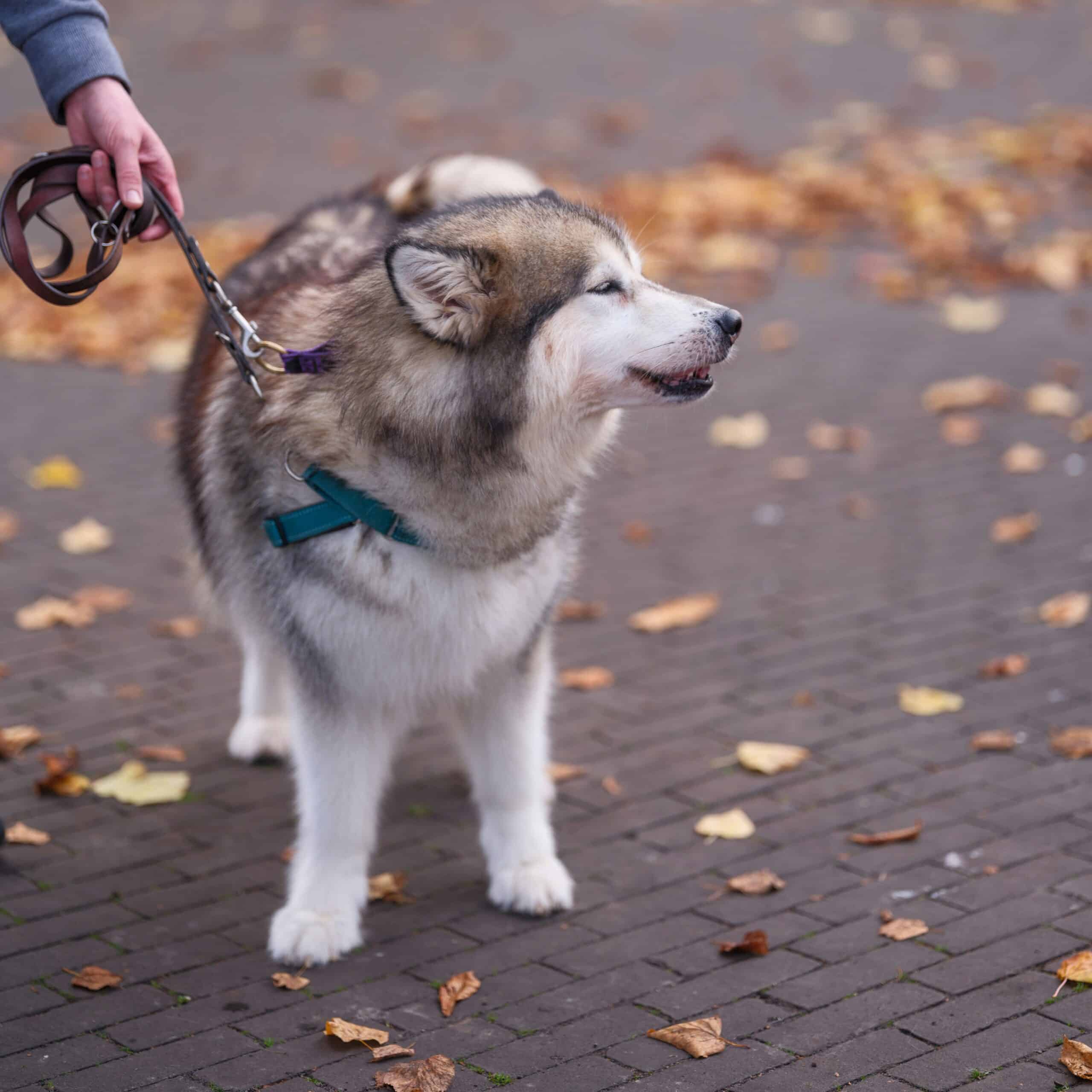 Best Dog Leashes for Large Dogs in 2026: Secure Control, Comfortable Grip, and Builds That Handle Real Pulling Force