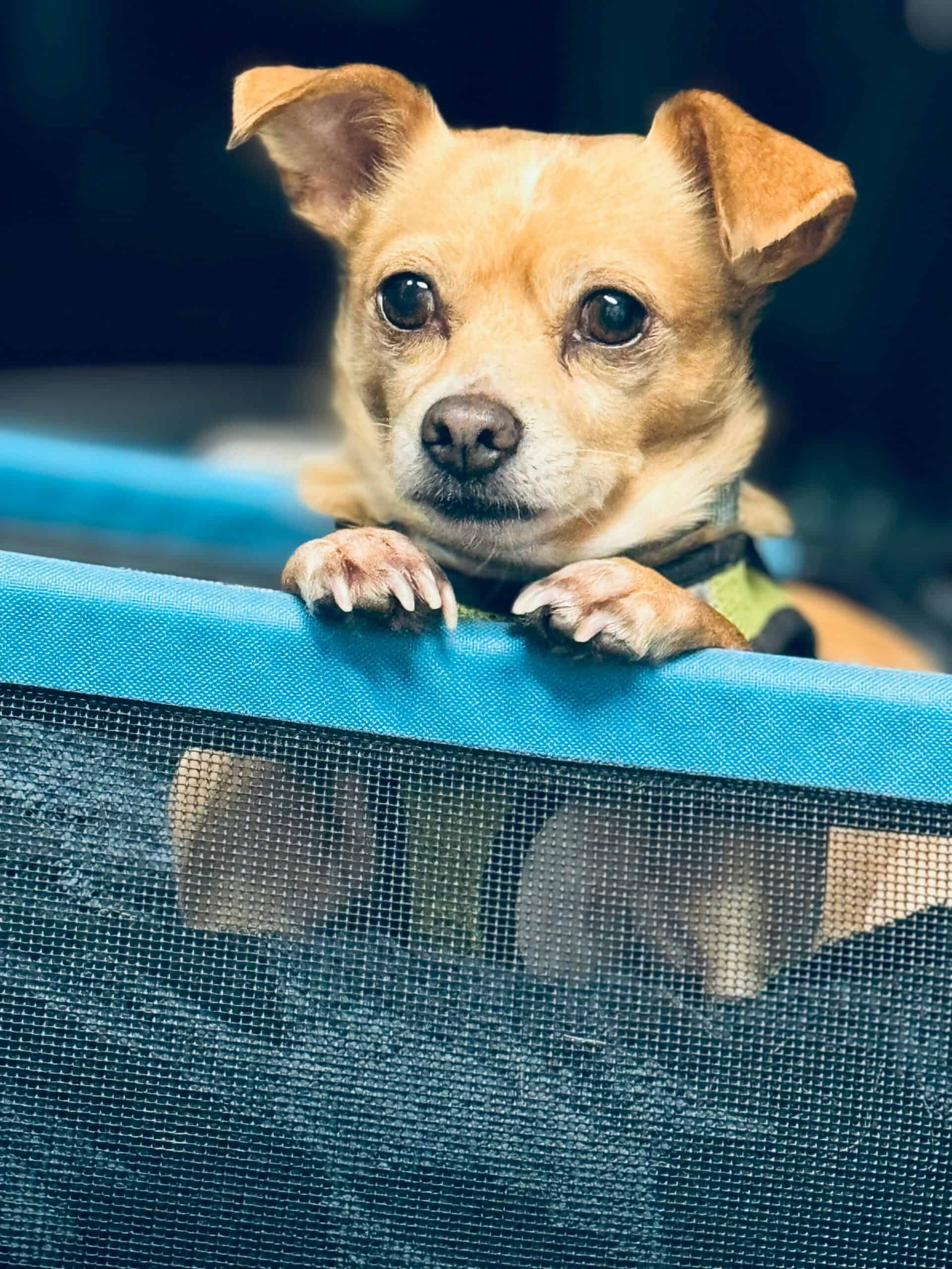 Best Dog Playpens for Indoor Use in 2026: Safe Containment, Easy Setup, and Enough Space for Your Dog to Actually Move