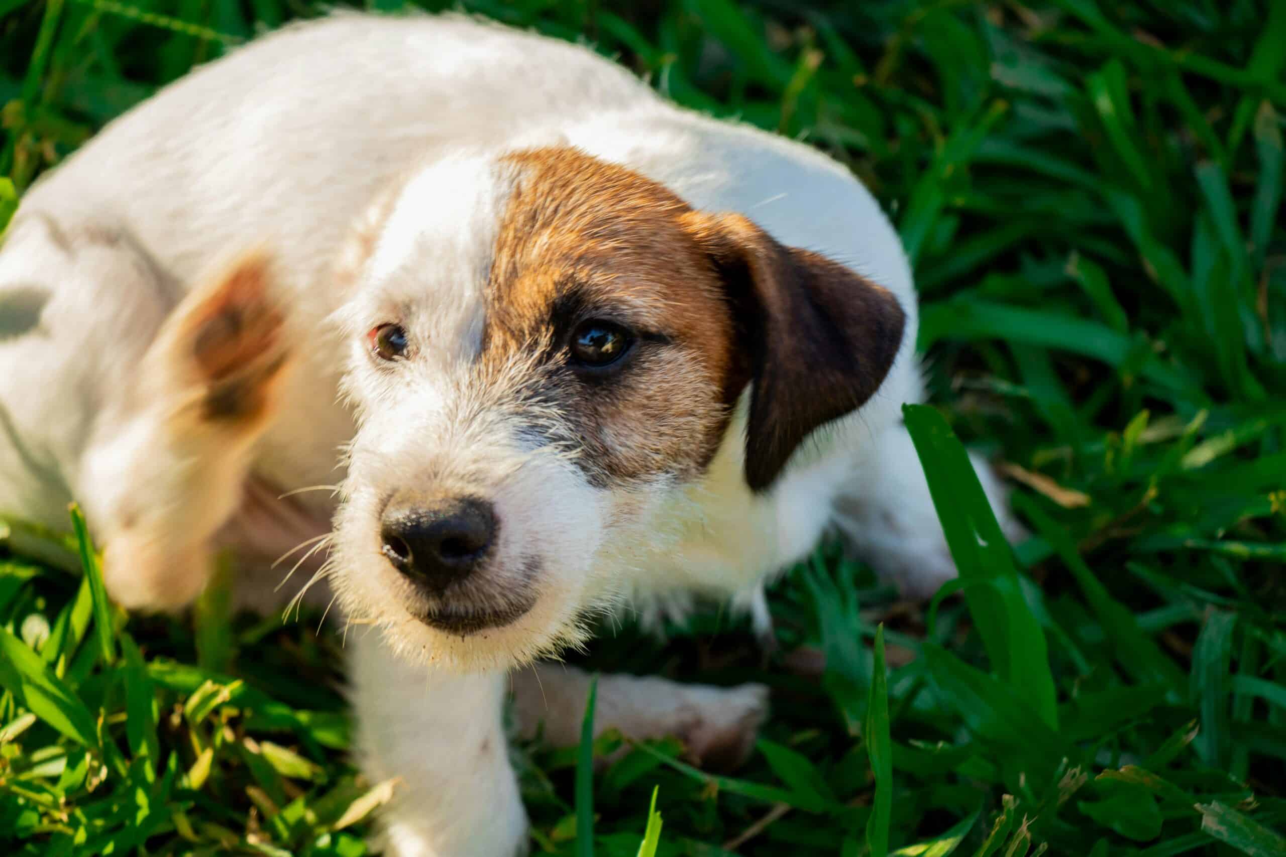 Best Flea and Tick Prevention for Dogs in 2026: Honest Picks Across Rx, OTC, and Natural Options