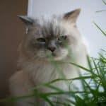 best indoor cat grass and planter kits in 2026