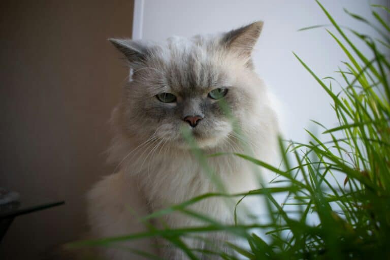 best indoor cat grass and planter kits in 2026