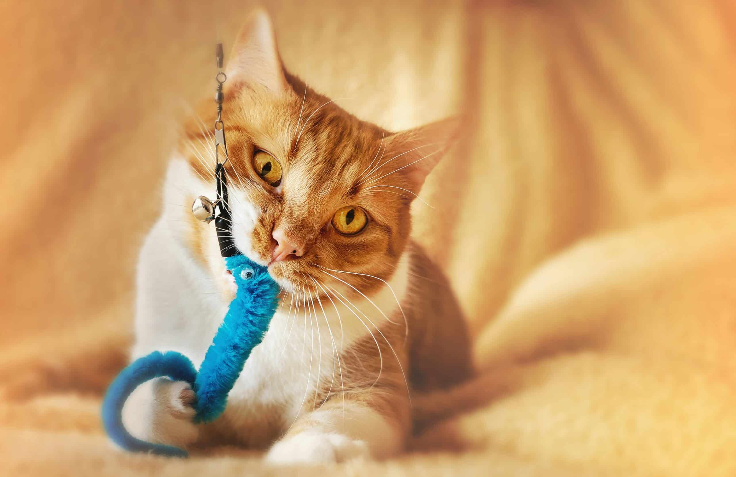 Best Interactive Cat Toys for Indoor Cats in 2026: Beat Boredom, Boost Exercise, and Keep Your Cat Mentally Sharp