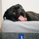 best orthopedic dog beds for senior dogs in 2026