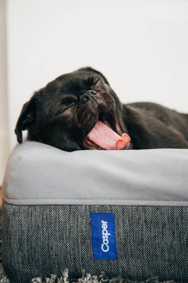 best orthopedic dog beds for senior dogs in 2026