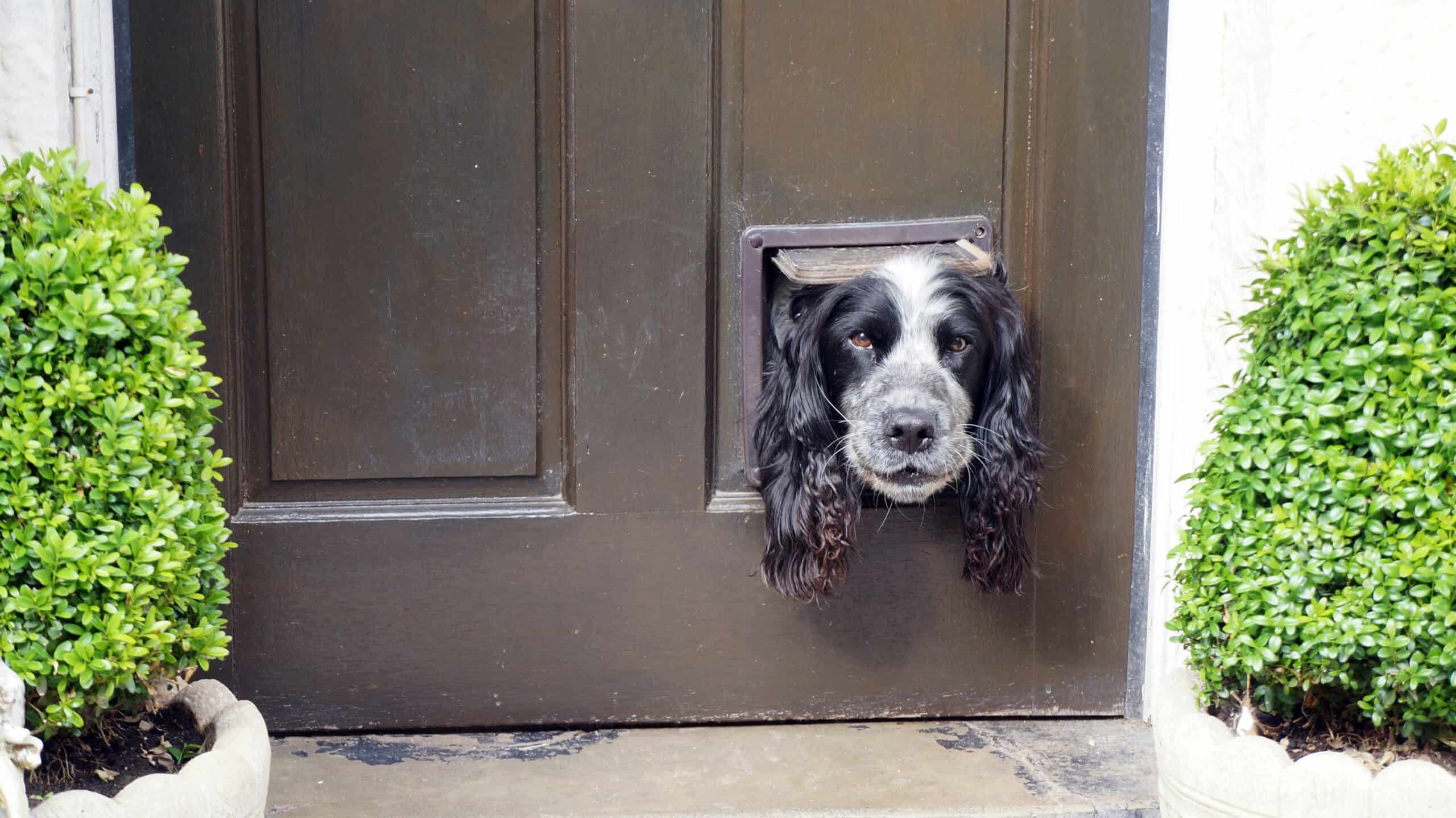 Best Smart Pet Doors in 2026: 5 Microchip and App-Controlled Picks That Keep Strays Out and Pets Safe