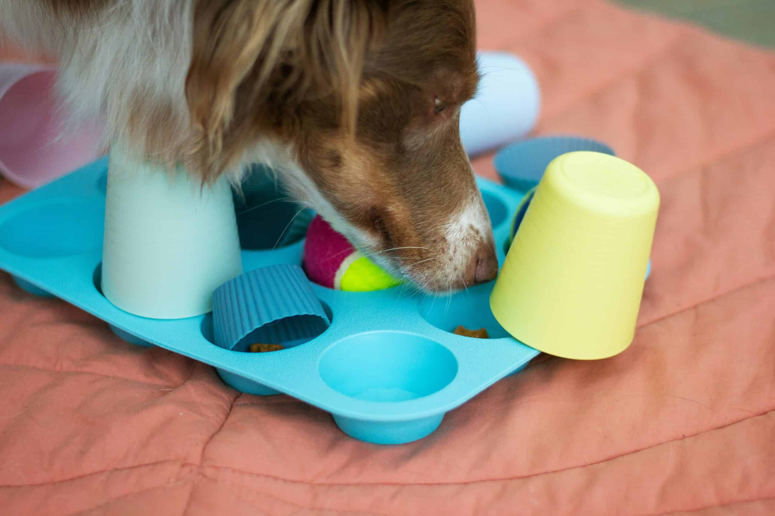 Best Treat-Dispensing Toys for Dogs in 2026: 5 Picks That Reward Problem-Solving With Snacks