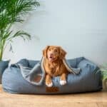 how to pick best dog bed in 2026