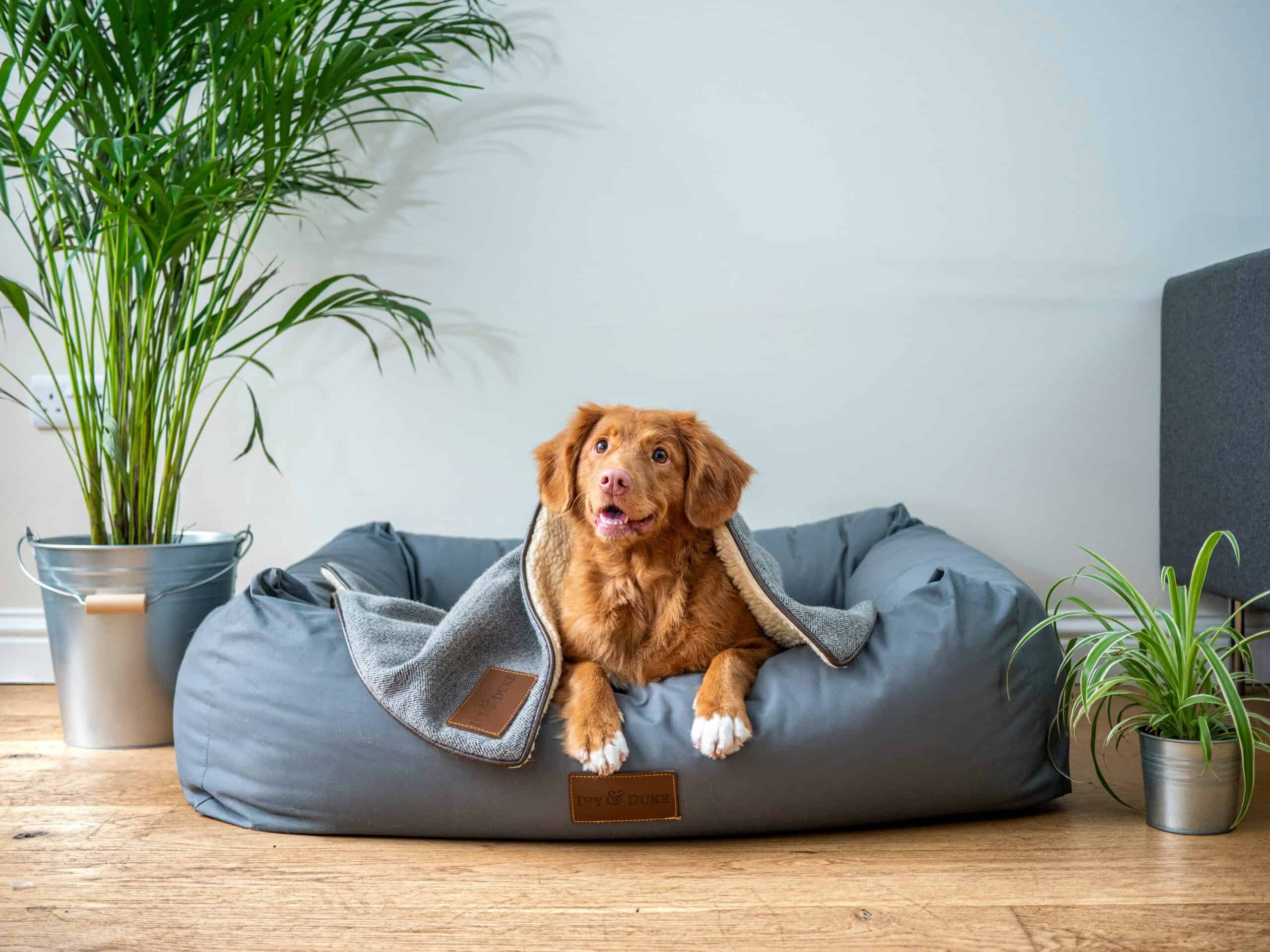 How to Choose the Right Dog Bed in 2026: Size, Material, and the Specific Needs That Determine Which Bed Your Dog Will Actually Sleep In