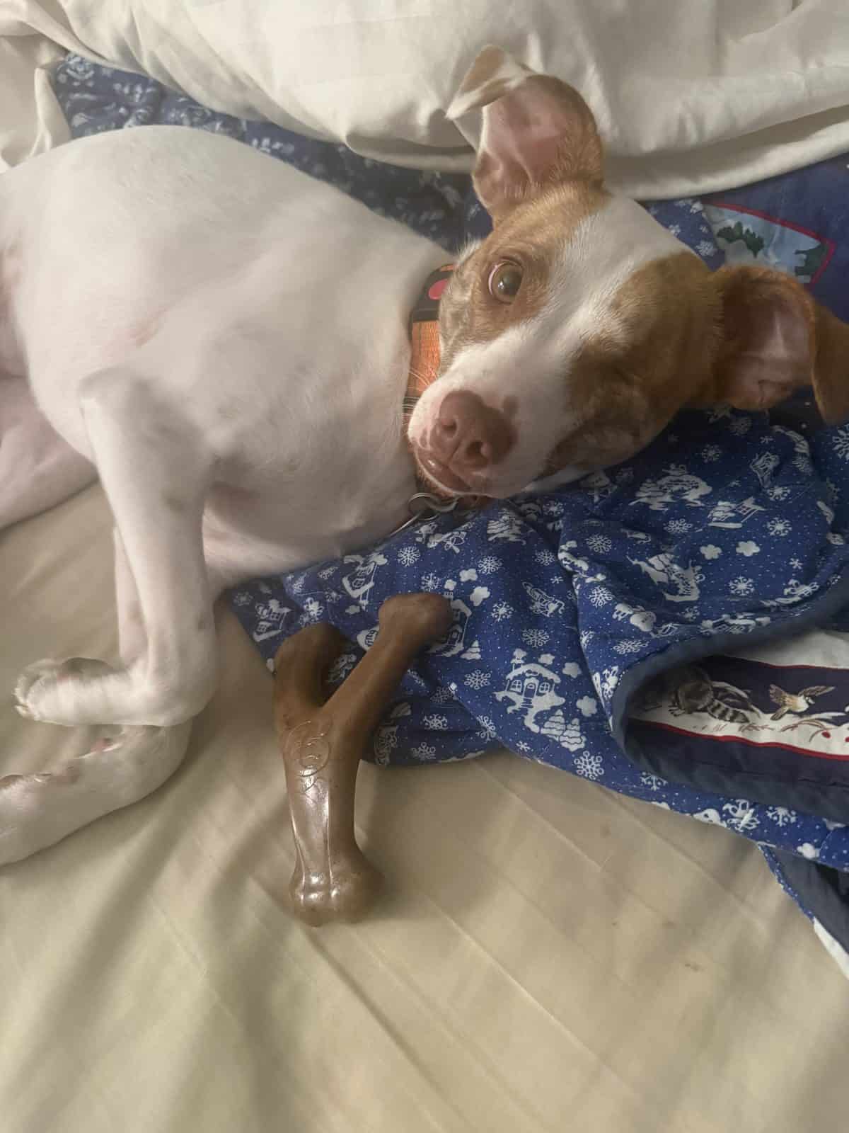 Best Dog Toys for Jack Russell Terriers in 2026: Picks That Survive the Drive