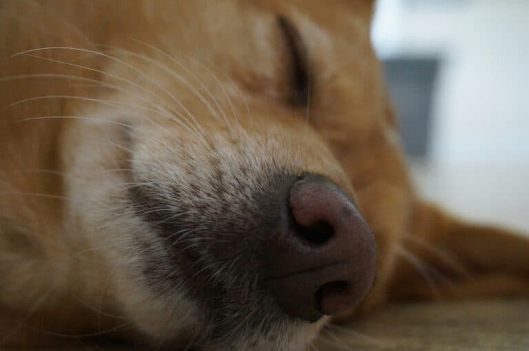 best calming chews for dogs in 2026
