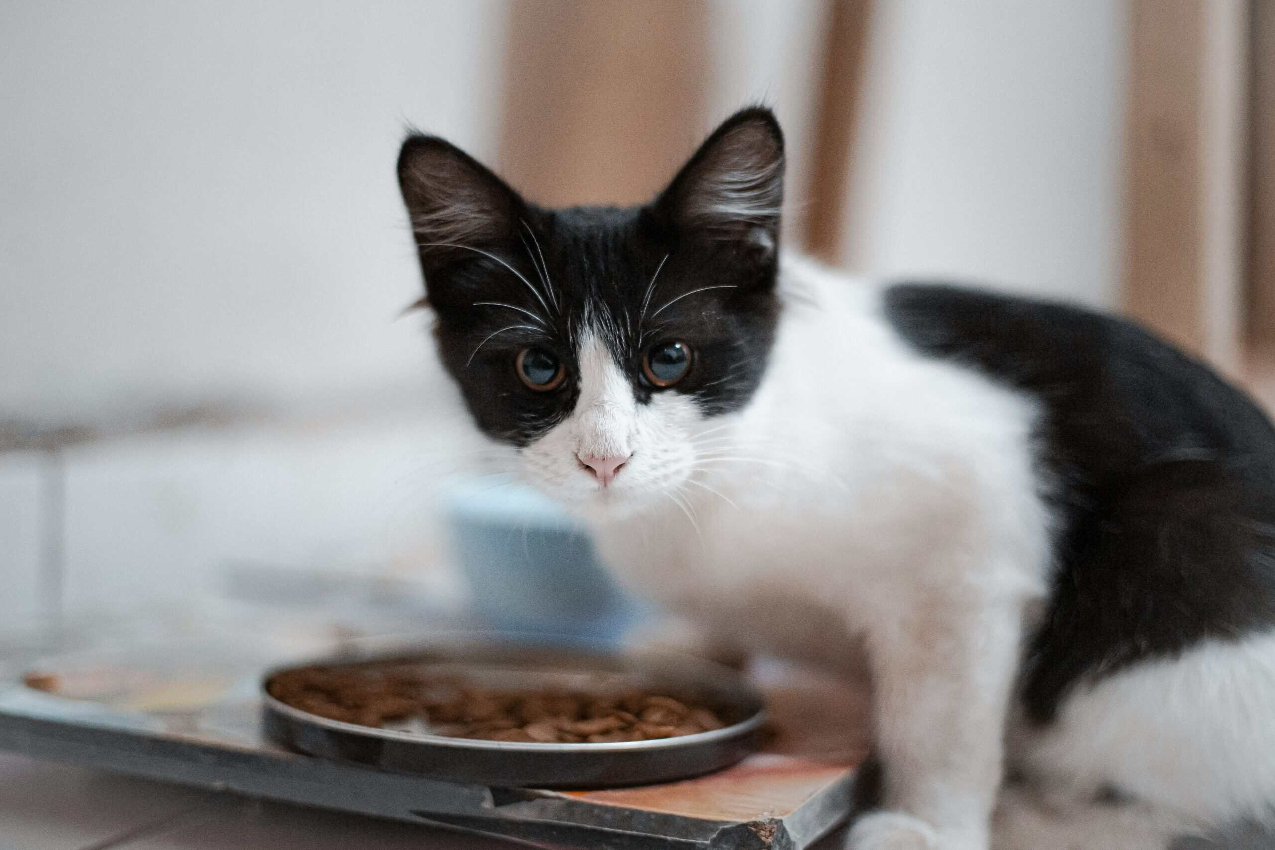 Best Cat Food for Sensitive Stomachs in 2026: 5 Gentle Picks That Calm Digestive Upset